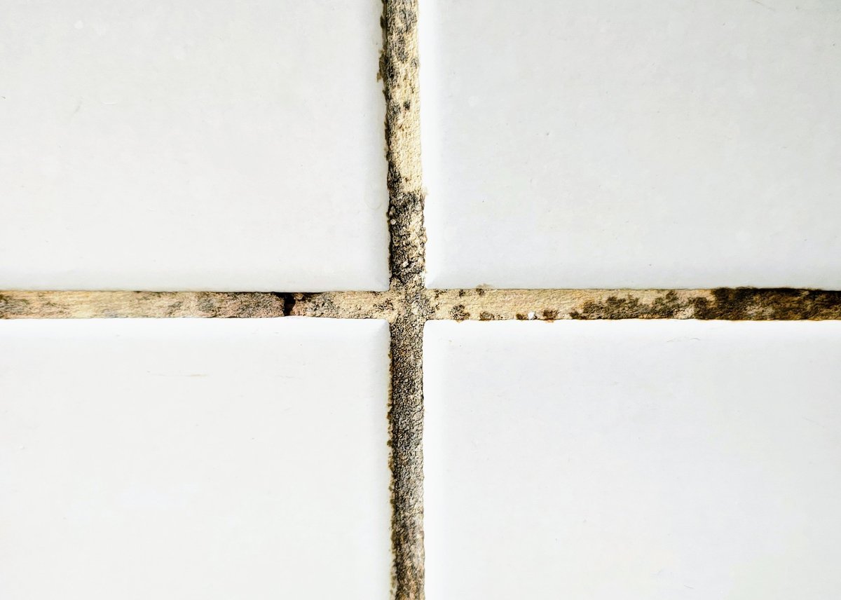 Moldy grout between bathroom tiles being cleaned and restored